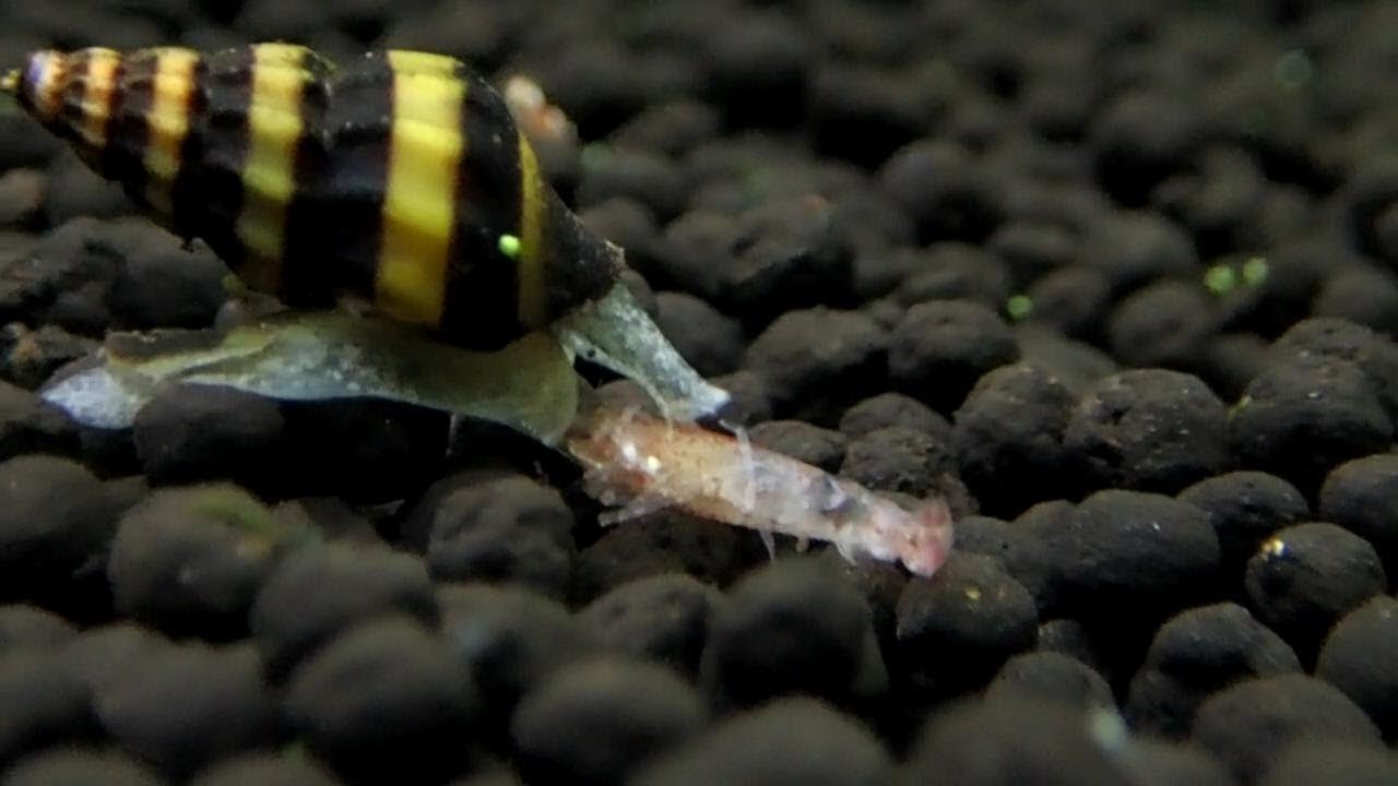 キラースネールの捕食 肉食 水槽のスネール駆除 効果 エビ 餌 Assassin Snails Youtube