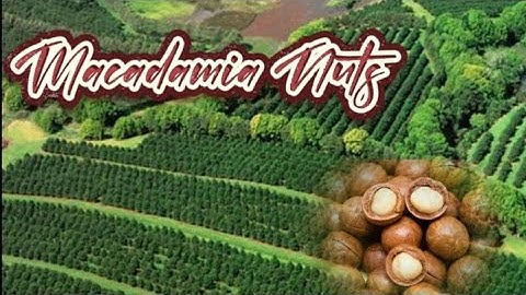 Harvesting and Production Process of Macadamia Nuts.