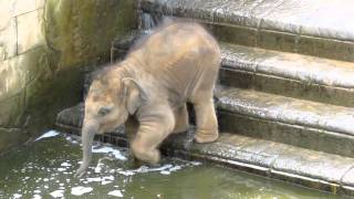 Elefantenbaby Geht Baden Im Zoo Hannover