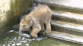 Elefantenbaby geht baden im Zoo Hannover