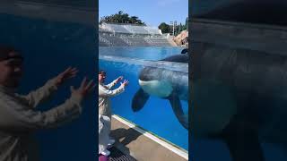 Killer whale up close tour with Keet  Seaworld San Diego