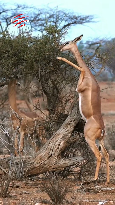گرنوک 🦒 ازعجایب آفریقاست! 🦌 #حیات_وحش