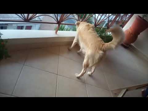 Βίντεο: Πόσο δυνατό είναι το γάβγισμα του σκύλου;