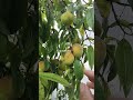 Fresh Peach from our Garden