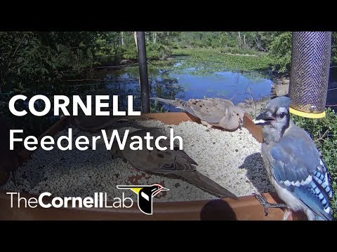 Cornell