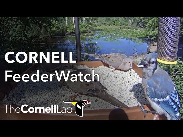 Cornell Lab FeederWatch Cam at Sapsucker Woods