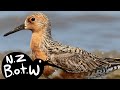 Lesser knot - New Zealand Bird of the Week