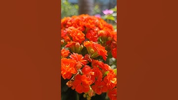 Chill chill with Pi Network 🎀🔥🅿️ℹ️✅🥰😘 #investtv #pinetwork #coin #crypto