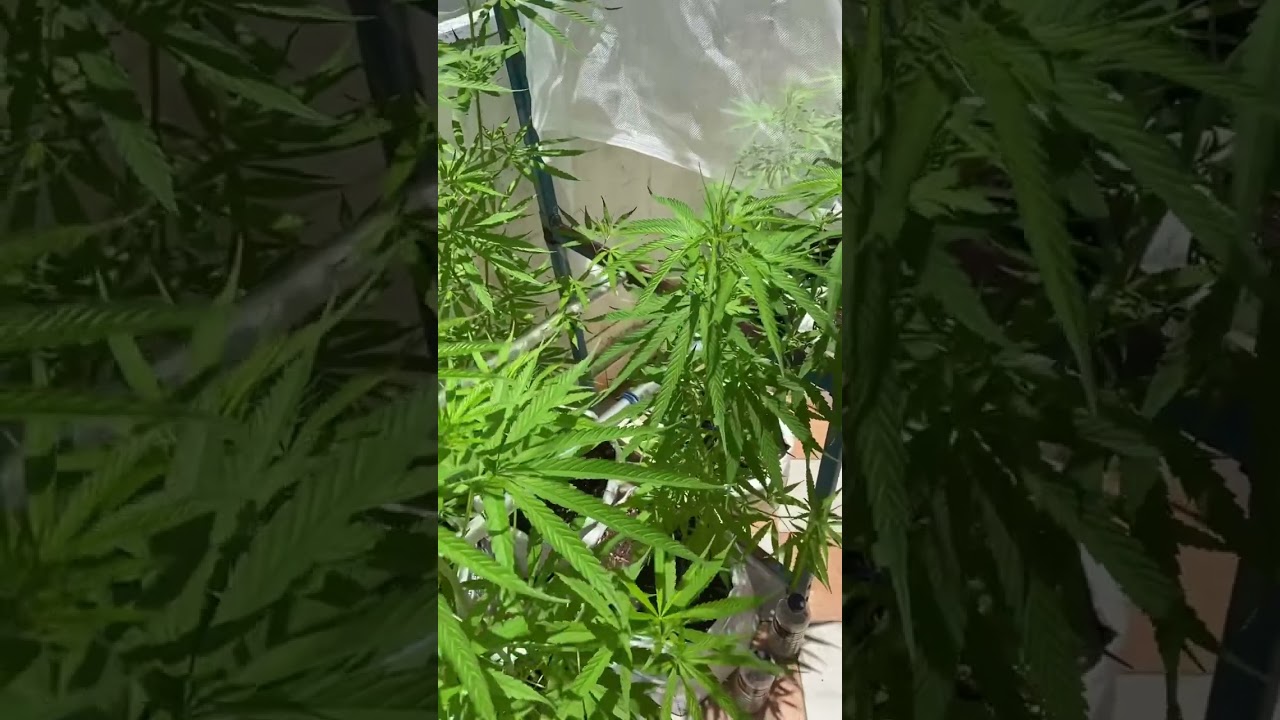 Newbie learning to grow Blue Dream outdoor type.