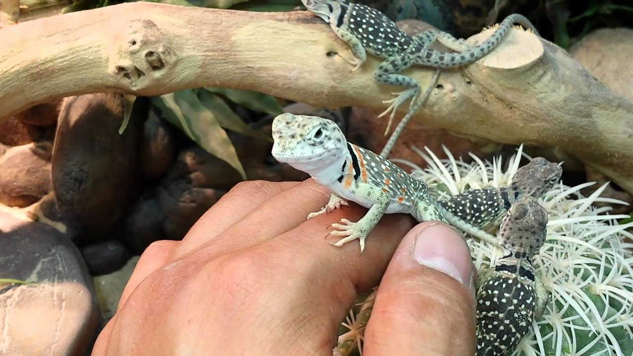 CB New Mexico Collared Lizards YouTube