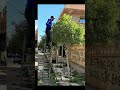 تقليم و تشكيل اشجار الزينة نبيل عجيلي Nabil Adjili تقليم و تشكيل اشجار الزينة نبيل عجيلي Nabil Adjili
