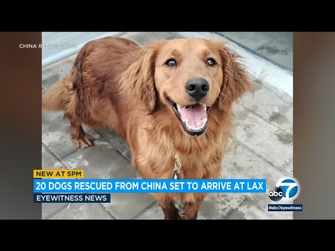 20 dogs rescued from China's meat trade, on way to LAX