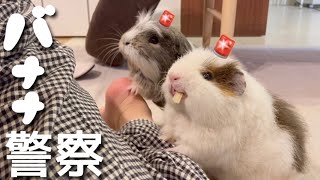 【バナナ警察】絶対に気づくモルモット　Guinea pig sensitive to the smell of bananas