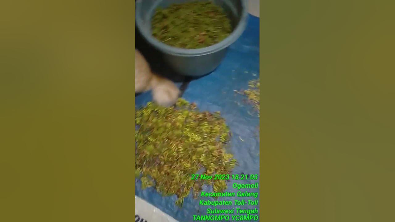 pembersihan-sisa-panen-dapat-3-liter-cengkeh-mentah-youtube