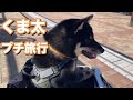 柴犬くま太　プチ旅行に行く