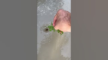 Amazing Water Vortex Experiment!? #whrilpool #experiment #experiments #vortex #waterexperiments