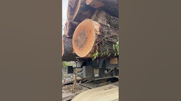 #logging #treefarming #trucking #logs #trailer