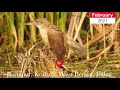 Identification pointers of Clamorous reed warbler (Acrocephalus stentoreus).
