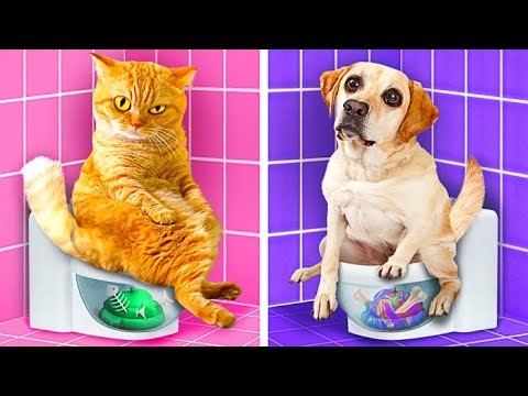 Video: Recolección de mascotas: los niños aprenden a leer con los gatos del refugio y adoptan perros con 2 narices