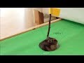 【DIY】ハムスターのためのゴルフ場建設。池を作りました。