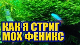 Как стричь Мох Феникс. Уход за Растениями в Аквариуме, стрижка, обрезка, прополка Как стричь Мох Феникс. Уход за Растениями в Аквариуме, стрижка, обрезка, прополка
