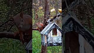 24.10.25. маленький боязливый бельчонок во второй раз взял орех из кормушки