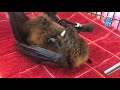 Senior citizen flying-fox with heart failure:  Walter's oxygen generator arrives