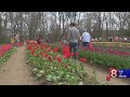 Wicked Tulips farm has become a wickedly-popular family destination