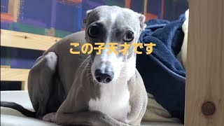 自動ドア #イタグレ #犬 #イッヌ #ペスカ #ショート