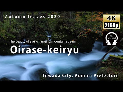 Autumn leaves in Japan 2020  Oirase-keiryu