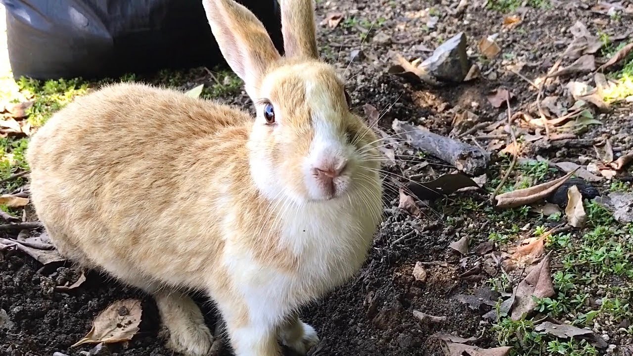 Rabbit with a broken leg | serious injury - YouTube