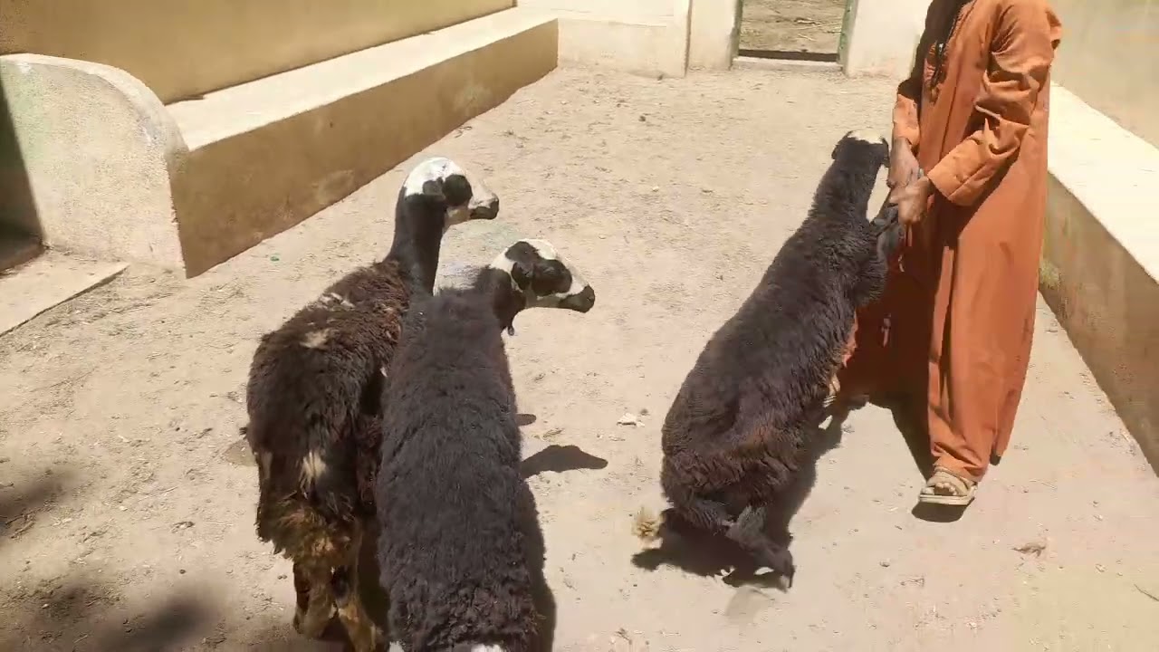 عرض الدبابات بشريه متاح ثلاث نتايات توأم برديسي بيور تبع المعلم هاني ارحومه رقم التليفون 01122689808