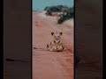 lion of African Savannah   #animals #alps #shorts #shortsfeed #terror