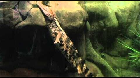 PL2_AMNIOTE INTRODUCTION