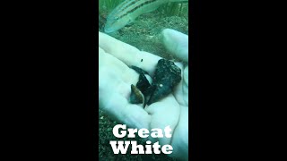 Getting SHARKS Teeth From Under a VENOMOUS FISH 🐟🐡