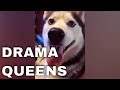 HUSKIES BEING OVERDRAMATIC | FUNNY HUSKYS | HUSKY HOWLING VIDEO | HUSKY TALKING VIDEO | TANTRUM 2021