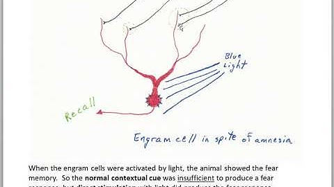 Finding the Engram part 6 optogenetics