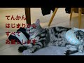 【猫記録502】てんかん１ 前兆から前半戦