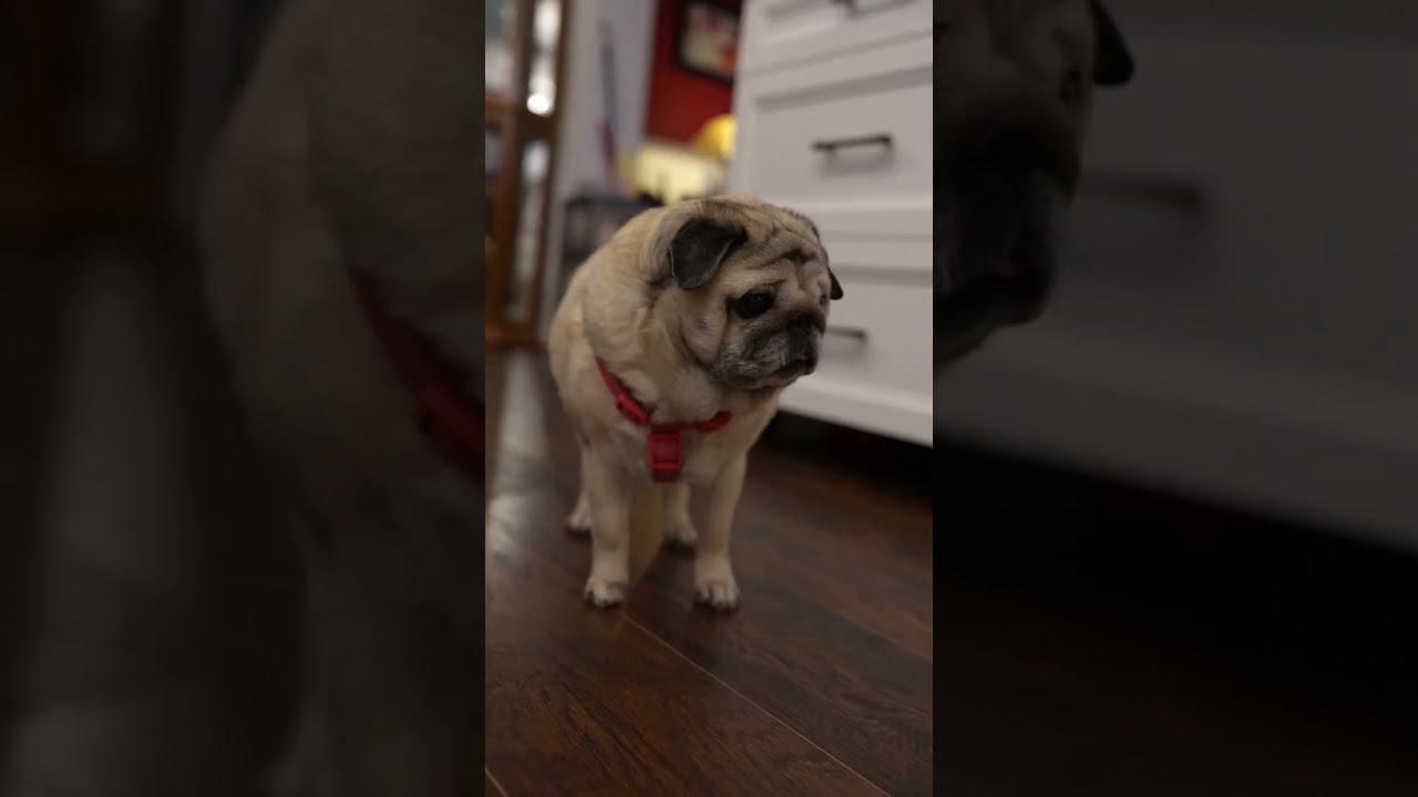 Blind pug problems 