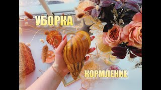 УБОРКА и КОРМЛЕНИЕ УЛИТОК. Как я ухаживаю за улитками.