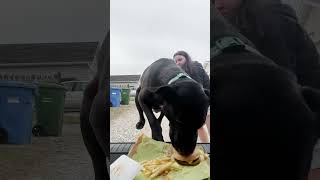 Girl Plays Rock Paper Scissor Food Challenge With Her Dog