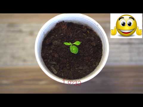 ვაშლის ნერგის გახარება(vashlis nergis gaxareba)