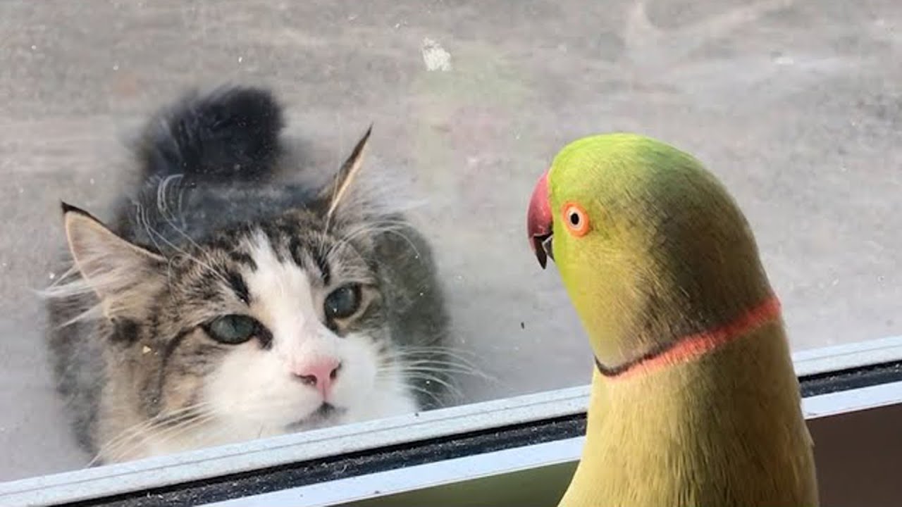 تجميعه لاذكي الحيوانات في العالم | مشاهد لا تصدق | لعام 2023