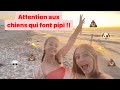 Attention aux chiens qui vous font pipi dessus 