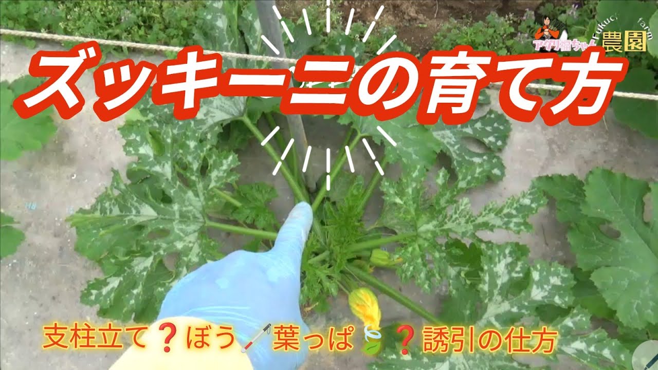 How to Stake and Train Zucchini for a Longer Harvest #812