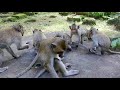 babies monkeys friendly free style