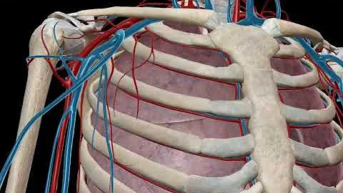 ¿Qué es el osteoblasto?