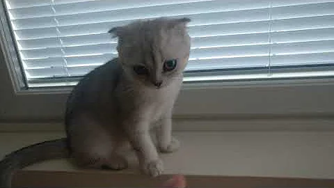 Watch the video about Scottish Fold Silver Chinchilla