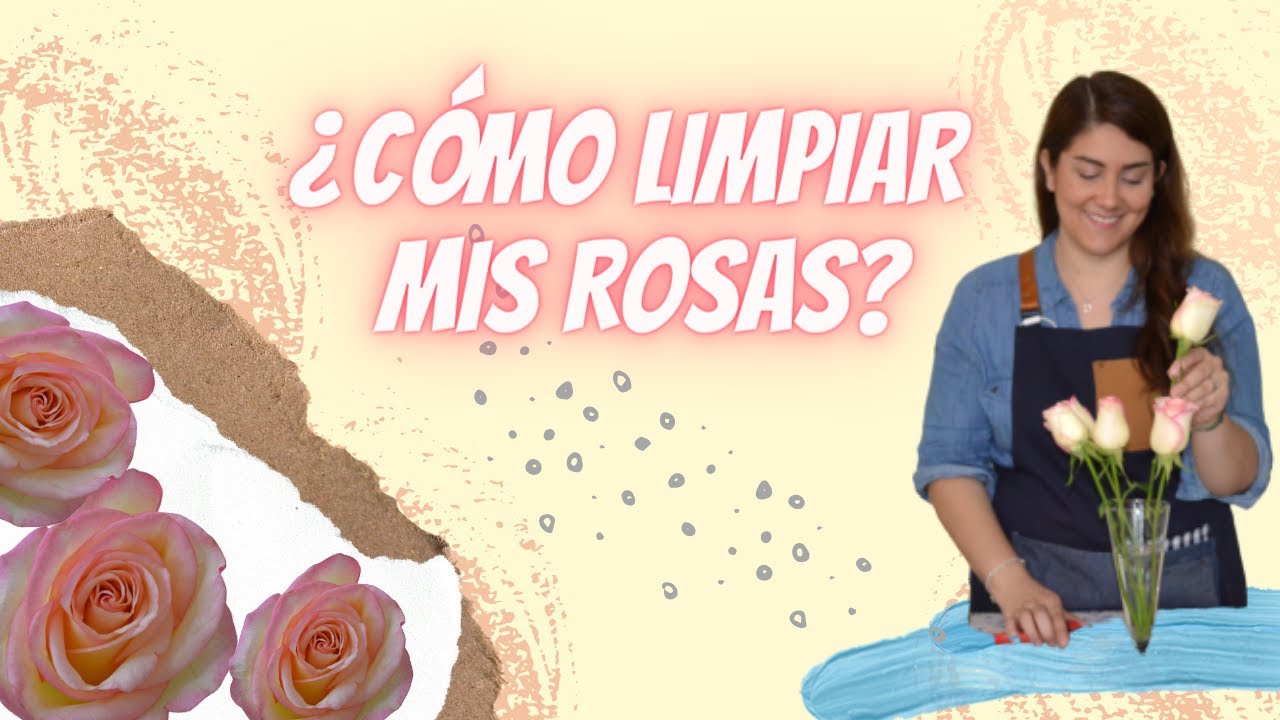 Floristería Paso a Paso | 🌹¿Cómo limpiar rosas naturales? 🌹