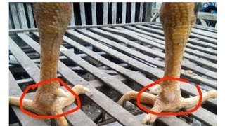 Ini 7 Sisik Kaki Ayam Yang Dikenal Sakti Dan Keramatoleh Bebotoh Lamaayambangkokviralayamjago